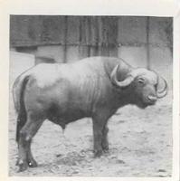 1955 Dryfood Zoo Animals #24 African Buffalo Front