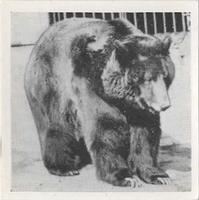 1955 Dryfood Zoo Animals #29 Grizzly Bear Front