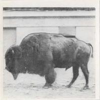 1955 Dryfood Zoo Animals #31 American Buffalo Front