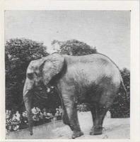 1955 Dryfood Zoo Animals #37 Elephant Front