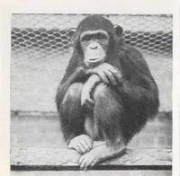 1955 Dryfood Zoo Animals #44 Chimpanzee Front