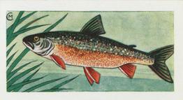 1958 Mills Freshwater Fish #3 Char Front