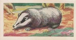 1966 Clover Dairies Animals & Reptiles #17 Badger Front