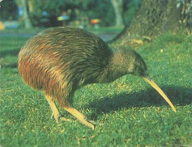 1985 Sanitarium Health Foods Amazing Animals of the World #12 Kiwi Front