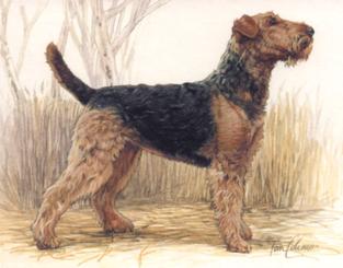 1999 Imperial Dog Collection Airedale Terriers #5 Airedale Terriers Front