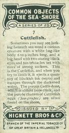 1924 Hignett's Common Objects of the Sea-shore #7 Cuttlefish Back