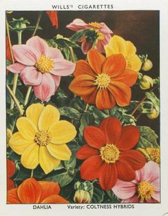 1938 Wills's Garden Flowers New Varieties #10 Dahlia Front