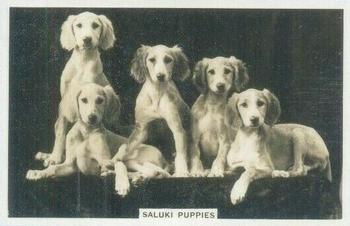 1939 Senior Service Dogs #14 Saluki Puppies Front