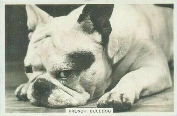 1939 Senior Service Dogs #30 French Bulldog Front