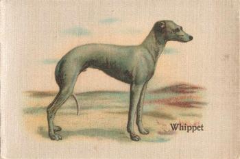 1913 British American Tobacco Best Dogs of their Breed #13 Whippet Front