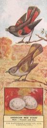 1924 Patterson Candy Birds (V75) #43 American Redstart Front