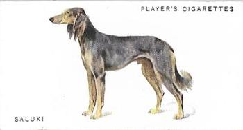 1931 Player's Dogs (A. Wardle Paintings) #28 Saluki Front