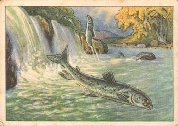 1928 Echte Wagner Fische (Fishes) Album 1, Serie 13 #4 Lachs Front