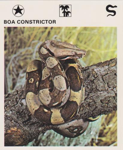 1975-80 Leisure Books Wildlife Treasury #6103-13 Boa Constrictor Front