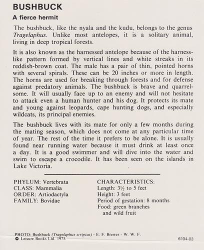 1975-80 Leisure Books Wildlife Treasury #6104-03 Bushbuck Back
