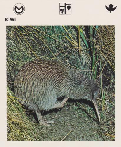 1975-80 Leisure Books Wildlife Treasury #6116-15 Kiwi Front