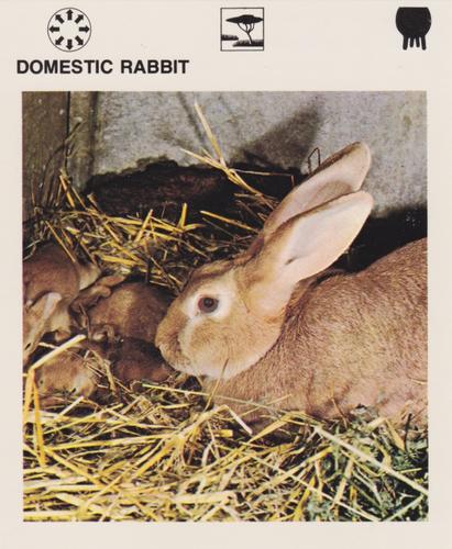 1975-80 Leisure Books Wildlife Treasury #6117-02 Domestic Rabbit Front