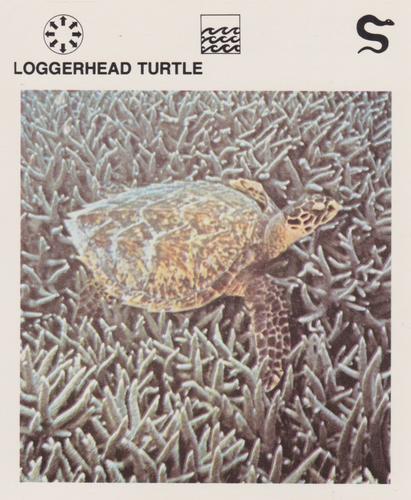 1975-80 Leisure Books Wildlife Treasury #6129-10 Loggerhead Turtle Front