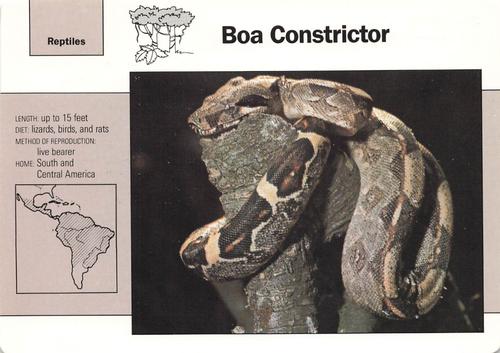 1991-95 Grolier Wildlife Adventure Cards #1.16 Boa Constrictor Front