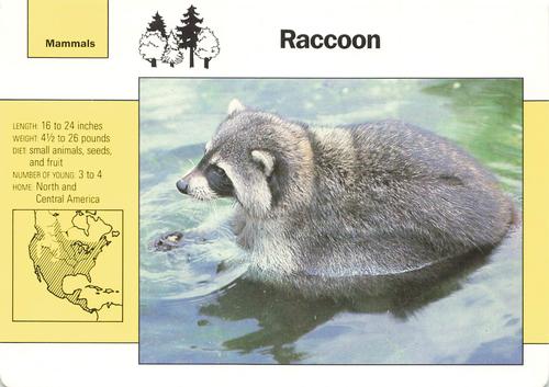 1991-95 Grolier Wildlife Adventure Cards #4.2 Raccoon Front