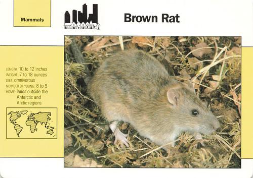 1991-95 Grolier Wildlife Adventure Cards #4.6 Brown Rat Front