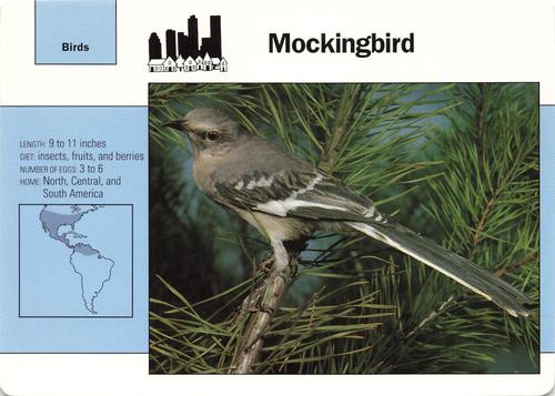 1991-95 Grolier Wildlife Adventure Cards #13.8 Mockingbird Front