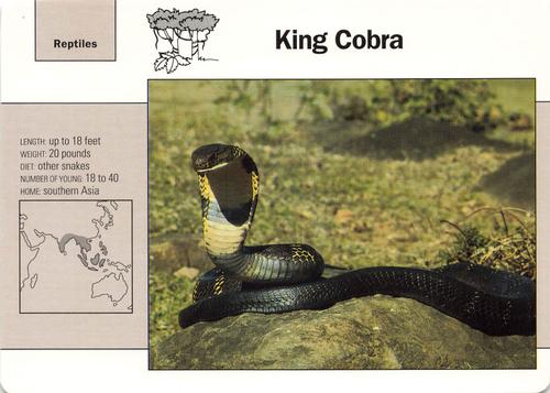 1991-95 Grolier Wildlife Adventure Cards #13.11 King Cobra Front