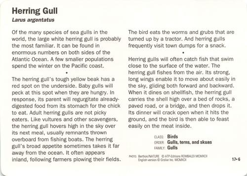 1991-95 Grolier Wildlife Adventure Cards #17.6 Herring Gull Back