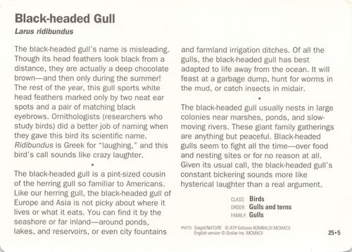 1991-95 Grolier Wildlife Adventure Cards #25.5 Black-headed Gull Back