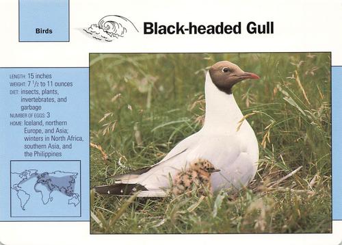 1991-95 Grolier Wildlife Adventure Cards #25.5 Black-headed Gull Front