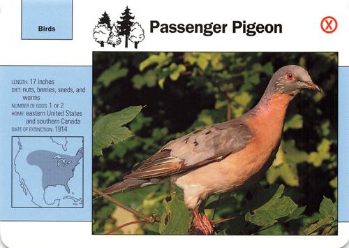 1991-95 Grolier Wildlife Adventure Cards #27.19 Passenger Pigeon Front