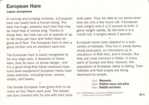 1991-95 Grolier Wildlife Adventure Cards #30.5 European Hare Back