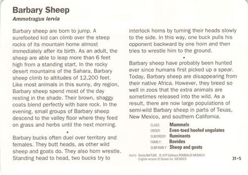1991-95 Grolier Wildlife Adventure Cards #31.5 Barbary Sheep Back