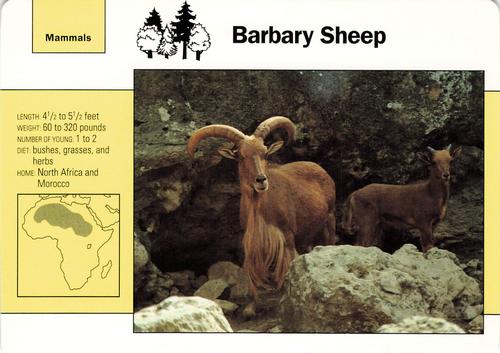 1991-95 Grolier Wildlife Adventure Cards #31.5 Barbary Sheep Front