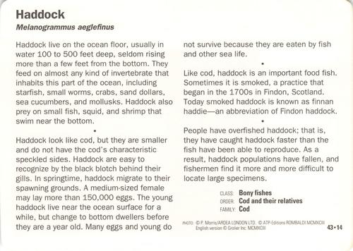 1991-95 Grolier Wildlife Adventure Cards #43.14 Haddock Back