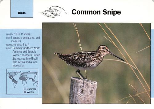 1991-95 Grolier Wildlife Adventure Cards #45.8 Common Snipe Front