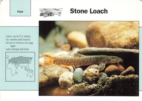 1991-95 Grolier Wildlife Adventure Cards #47.15 Stone Loach Front