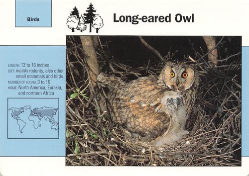 1991-95 Grolier Wildlife Adventure Cards #51.8 Long-eared Owl Front