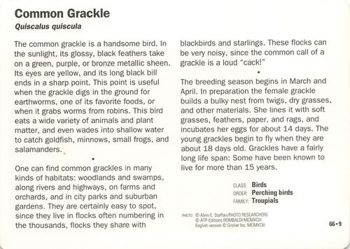 1991-95 Grolier Wildlife Adventure Cards #66.9 Common Grackle Back
