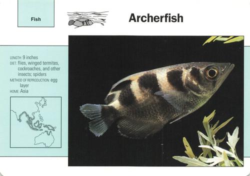 1991-95 Grolier Wildlife Adventure Cards #70.13 Archerfish Front