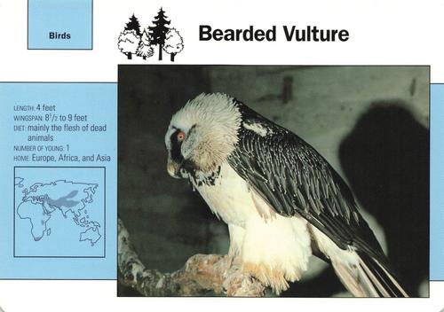 1991-95 Grolier Wildlife Adventure Cards #71.7 Bearded Vulture Front