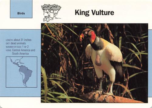 1991-95 Grolier Wildlife Adventure Cards #74.7 King Vulture Front