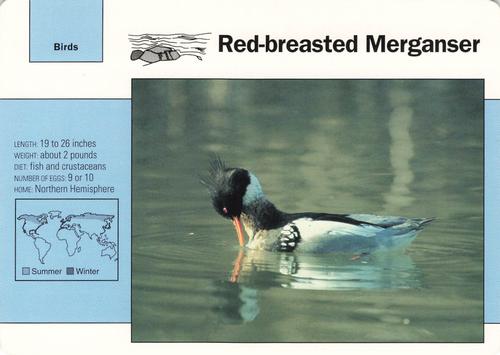 1991-95 Grolier Wildlife Adventure Cards #76.6 Red-breasted Merganser Front