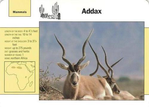 1991-95 Grolier Wildlife Adventure Cards #56.2 Addax Front