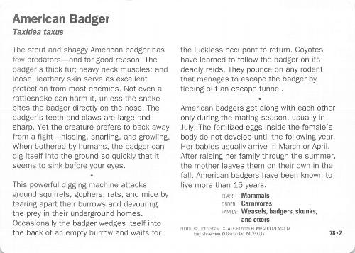 1991-95 Grolier Wildlife Adventure Cards #78.2 American Badger Back