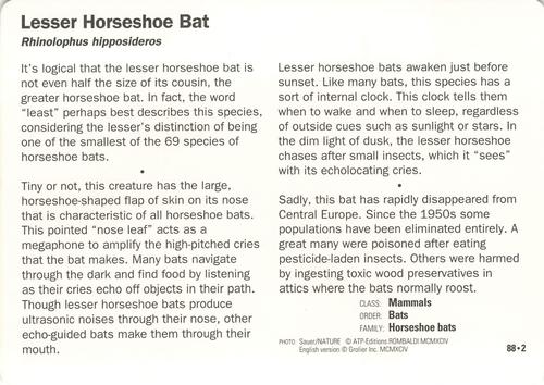 1991-95 Grolier Wildlife Adventure Cards #88.2 Lesser Horseshoe Bat Back