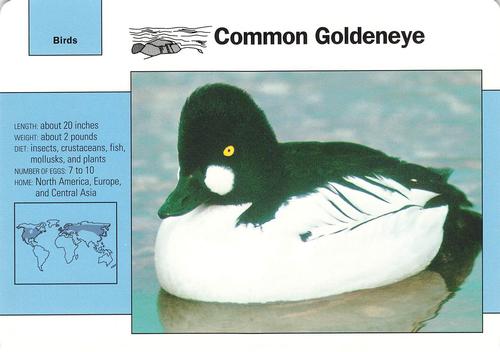 1991-95 Grolier Wildlife Adventure Cards #115.6 Common Goldeneye Front
