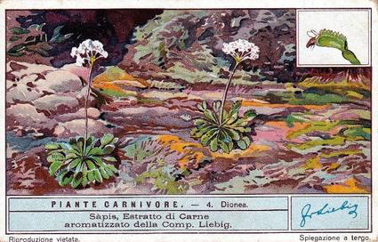 1933 Liebig Piante Carnivore (Carnivorous Plants)(Italian Text)(F1298, S1282) #4 Diones Front