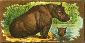 1890 Kinney Bros. Animals (N216) #NNO Hippopotamus Front