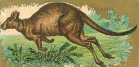 1890 Kinney Bros. Animals (N216) #NNO Kangaroo Front